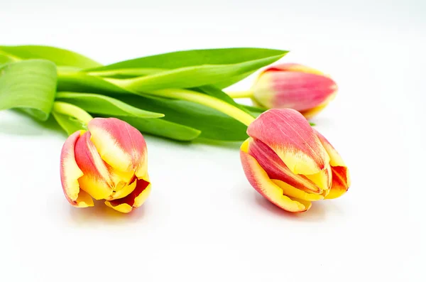 Beyaz bir arka plan üzerinde izole üç pembe sarı lale tomurcukları kapat