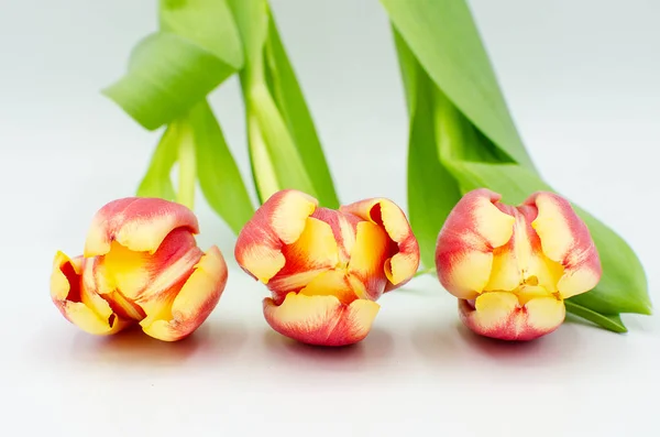 Beyaz bir arka plan üzerinde izole üç pembe sarı lale tomurcukları kapat