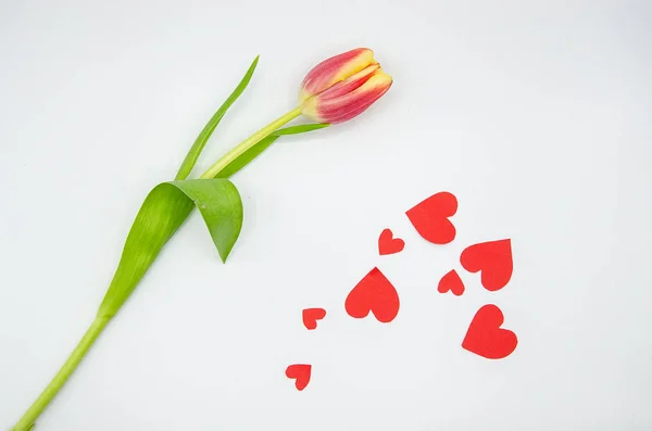 Beyaz bir arka plan üzerinde kırmızı kalp şeklinde kağıt konfeti ile tek güzel taze Lale çiçek izole