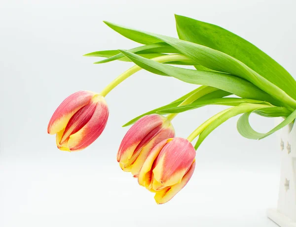 Üç güzel taze Lale çiçek baş aşağı yerleştirilmiş beyaz bir arka plan üzerinde izole