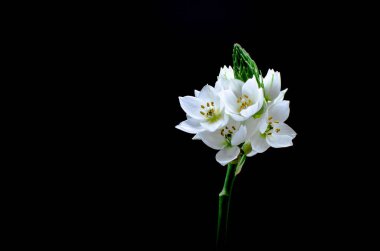 Fresh white ornithogalum or star of Bethlehem flower shot in a studio isolated on a black background clipart
