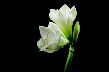 Güzel beyaz nergis zambağı çiçek görünen siyah bir arka plan aydınlatma yukarıdan ile bir stüdyoda vurdu