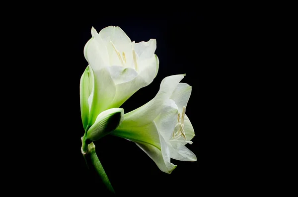Белый Цветок Появляющийся Черном Фоне Снят Студии Подсветкой Сверху — стоковое фото