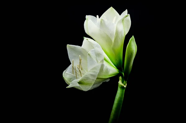 Güzel beyaz nergis zambağı çiçek görünen siyah bir arka plan aydınlatma yukarıdan ile bir stüdyoda vurdu