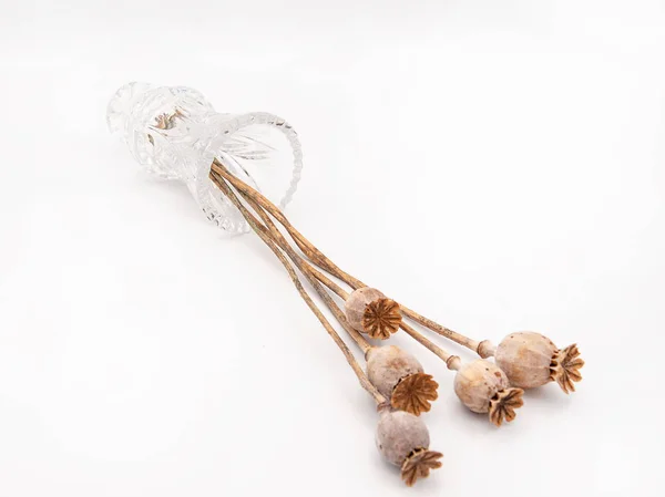 Grup üzerinde beyaz bir arka plan üzerinde izole açık durumda bir glas vazoda uzun saplı kuru haşhaş