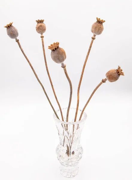 Beyaz bir arka plan üzerinde izole bir cam vazoda uzun saplı kuru haşhaş demet