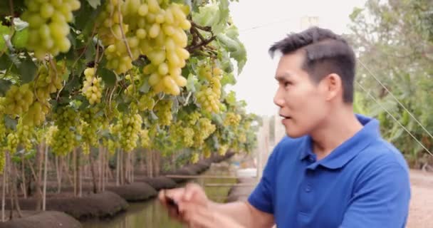 Imágenes Trabajador Asiático Trabajando Viñedo Uvas — Vídeos de Stock