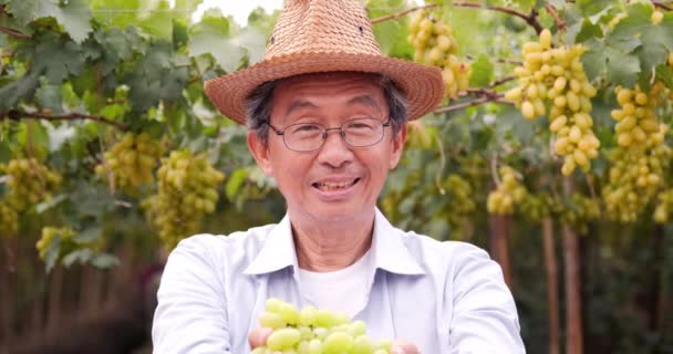 Metraje Trabajador Asiático Sosteniendo Las Manos Una Uva Viñedo Uvas — Vídeos de Stock