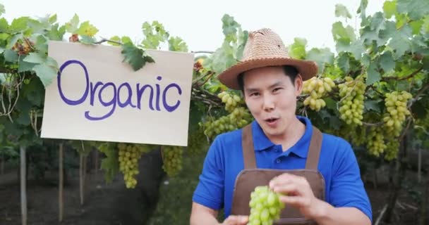 Imágenes Trabajador Asiático Sosteniendo Uvas Sus Manos Con Cartel Viñedo — Vídeos de Stock