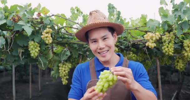 Запись Азиатского Рабочего Держащего Виноград Руках Винограднике — стоковое видео