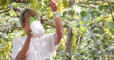 Üzüm bağında çalışan Asyalı bir işçinin görüntüleri.