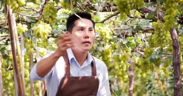 Кадри Одного Азіатського Робітника Який Працює Виноградному Винограднику — стокове відео