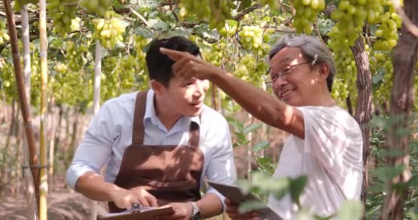 Materiał Filmowy Pracowników Azjatyckich Pracujących Winnicy Winogron — Wideo stockowe