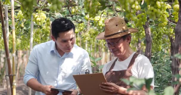 Imágenes Trabajadores Asiáticos Trabajando Viñedo Uvas — Vídeos de Stock