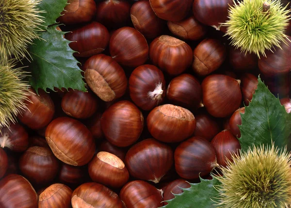 Texture Castagne Foglie Angolo Piatto Posa — Foto Stock