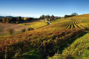 Langhe Roero Monferrato, Unesco Dünya Mirası Piedmont, İtalya için üzüm bağları görüntüleyin.