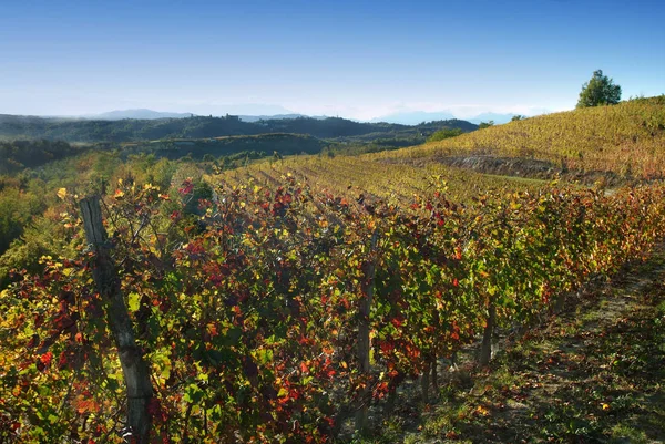 Langhe Roero Monferrato Unesco Dünya Mirası Piedmont Talya Için Üzüm — Stok fotoğraf