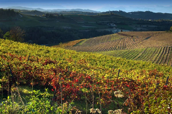 Langhe Roero Monferrato Unesco Dünya Mirası Piedmont Talya Için Üzüm — Stok fotoğraf