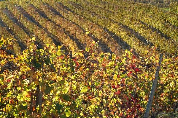 Langhe Roero Monferrato Unesco Dünya Mirası Piedmont Talya Için Üzüm — Stok fotoğraf