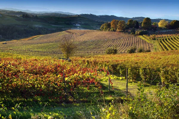 Langhe Roero Monferrato Unesco Dünya Mirası Piedmont Talya Için Üzüm — Stok fotoğraf