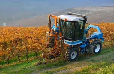 Üzüm bağları üzerinde tarımı Langhe Roero Monferrato, Unesco Dünya Mirası Piedmont, İtalya.