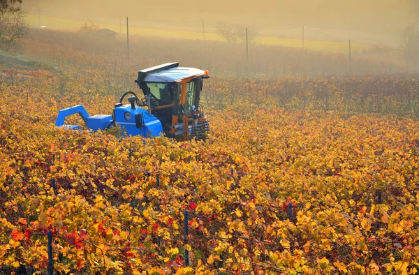 Anbau Auf Den Weinbergen Des Langhe Roero Monferrato Unesco Weltkulturerbe — Stockfoto