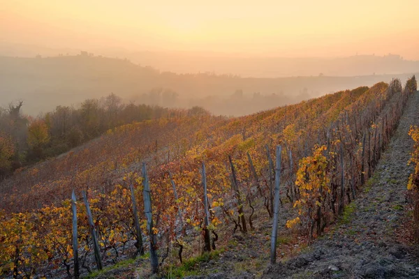 Langhe Roero Monferrato Unesco Dünya Mirası Piedmont Talya Için Üzüm — Stok fotoğraf