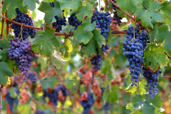 Manojos Uva Negra Para Producción Vino Tinto —  Fotos de Stock