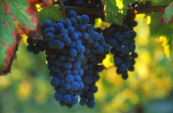 Manojos Uva Negra Para Producción Vino Tinto —  Fotos de Stock