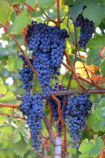 Bunches Black Grape Production Red Wine — Stock Photo, Image