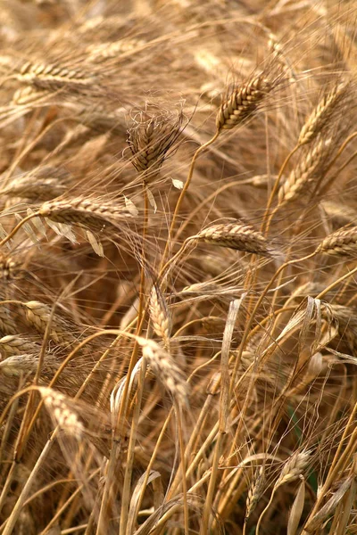 場内の金色の小麦の詳細 — ストック写真