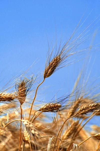 Detail Golden Wheat Field — Stock Photo, Image