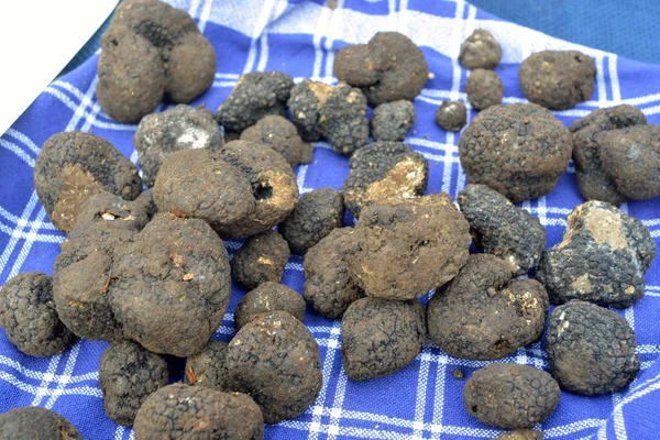 Grupo Trufas Negras Mercado Italiano — Foto de Stock