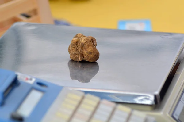 Isolated white truffle weighed on the scales.