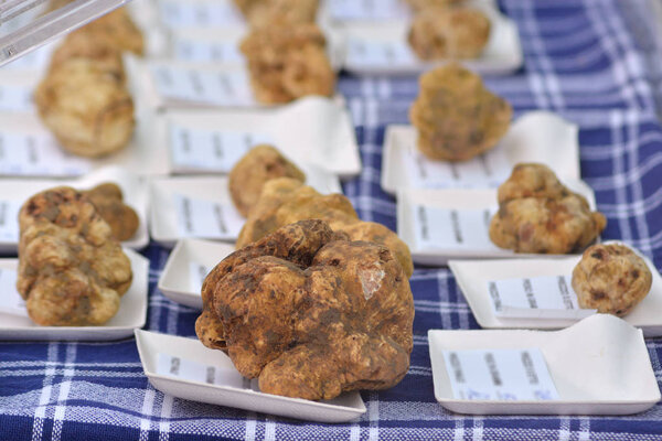 Group of different sizes of white truffles in Italian market.