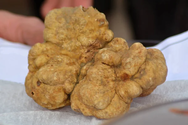 An isolated big white truffle.