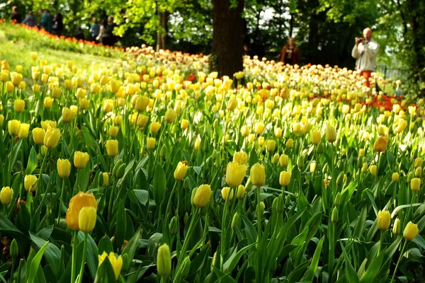 Pralormo, piemont, italien. -04-25-2009- Messertulipano Gartenausstellung mit Frühlingstulpen, die auf der Burg Pralormo blühen. — Stockfoto