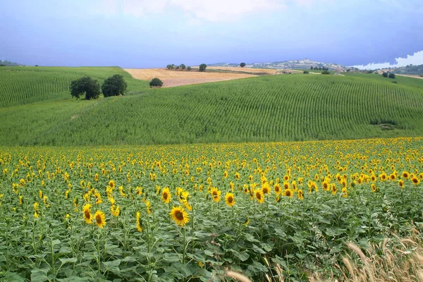 Güney İtalya Molise kırsalında güneşli manzara. — Stok fotoğraf