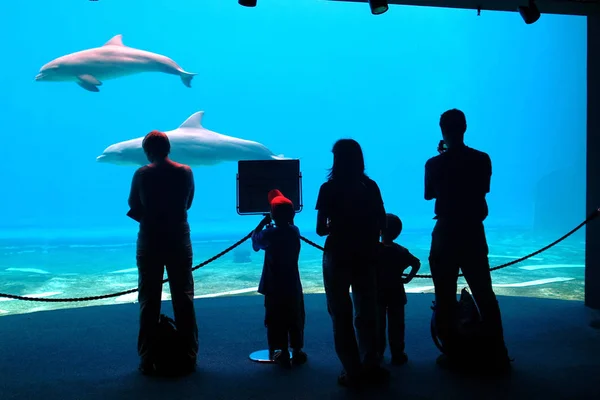 Силуэт стоящей семьи, трое взрослых и двое детей, перед бассейном с дельфинами в аквариуме — стоковое фото