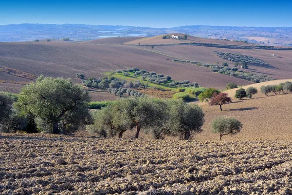Olivové háje na venkově jižní Itálie. — Stock fotografie