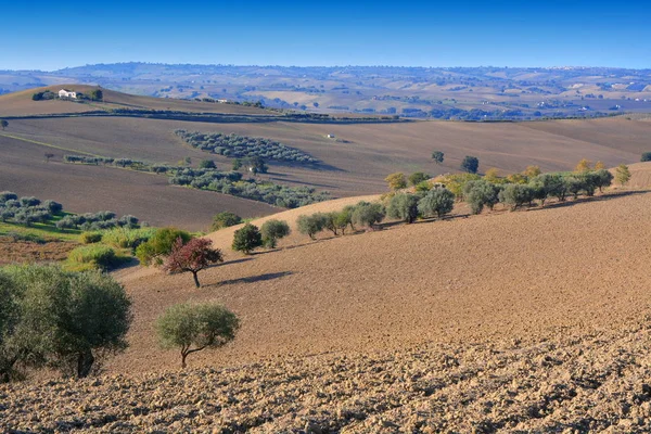 Olivové háje na venkově jižní Itálie. — Stock fotografie