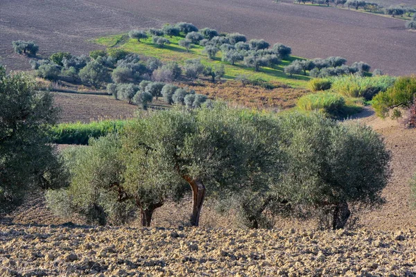 Oliveraies dans la campagne du sud de l'Italie . — Photo