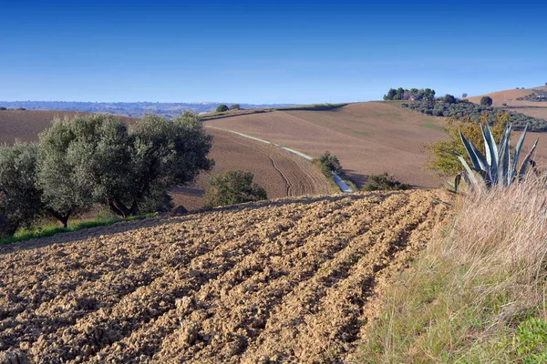 Olijventeelt op het platteland van Zuid-Italië. — Stockfoto