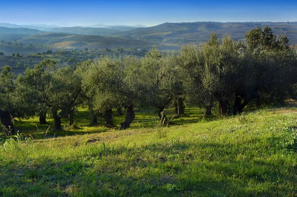 Gaje oliwne w okolicach południowych Włoch. — Zdjęcie stockowe