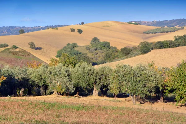Olivlundar på landsbygden i södra Italien. — Stockfoto