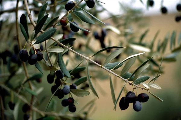 Branch of olive oil tree