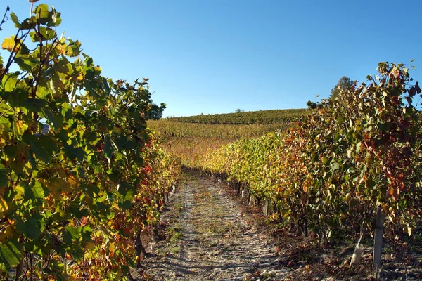 Langhe Roero Monferrato, Unesco Dünya Mirası Piedmont, İtalya için üzüm bağları görüntüleyin. — Stok fotoğraf