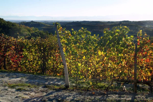 Langhe Roero Monferrato, Unesco Dünya Mirası Piedmont, İtalya için üzüm bağları görüntüleyin. — Stok fotoğraf