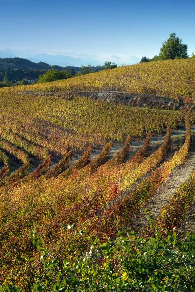 Langhe Roero Monferrato, Unesco Dünya Mirası Piedmont, İtalya için üzüm bağları görüntüleyin. — Stok fotoğraf