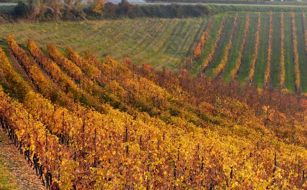 Langhe Roero Monferrato, Unesco Dünya Mirası Piedmont, İtalya için üzüm bağları görüntüleyin. — Stok fotoğraf